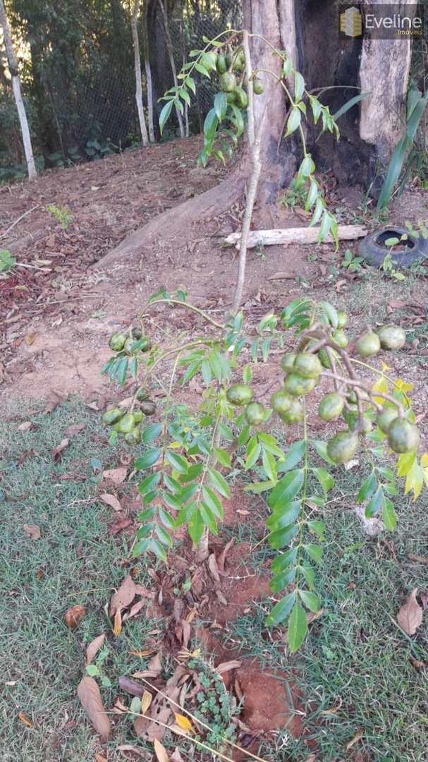 Fazenda à venda com 3 quartos, 1300m² - Foto 25