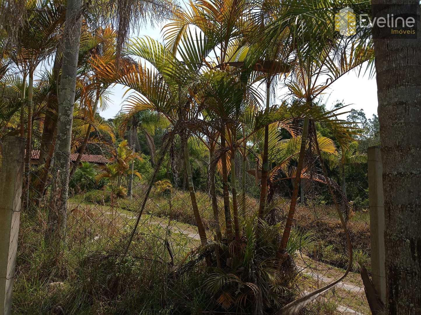 Fazenda à venda com 6 quartos, 21000m² - Foto 31