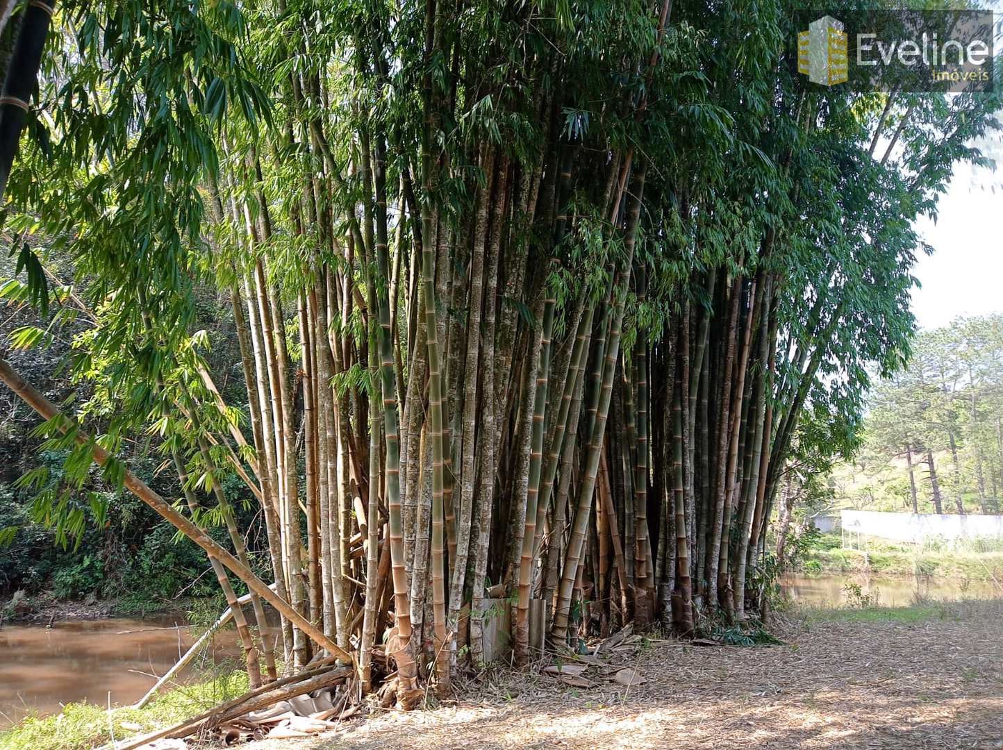 Fazenda à venda com 6 quartos, 21000m² - Foto 41