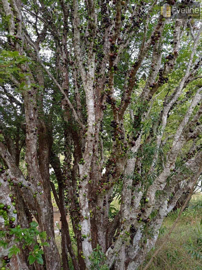 Fazenda à venda com 6 quartos, 21000m² - Foto 35