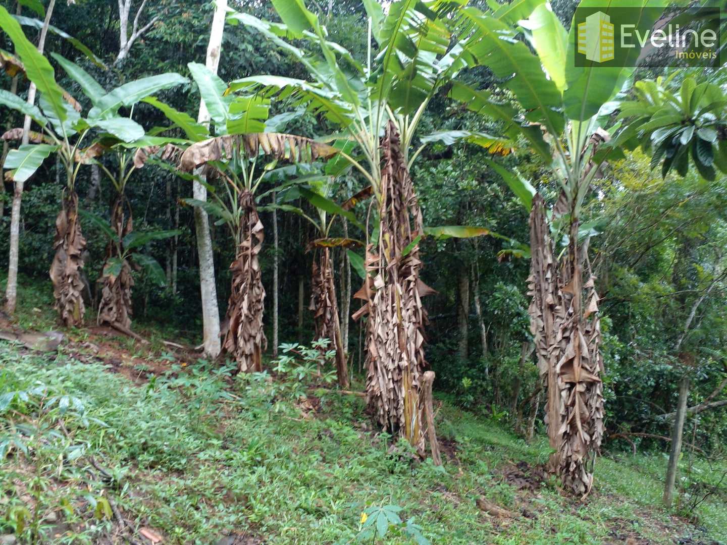 Fazenda à venda com 2 quartos, 3030m² - Foto 14