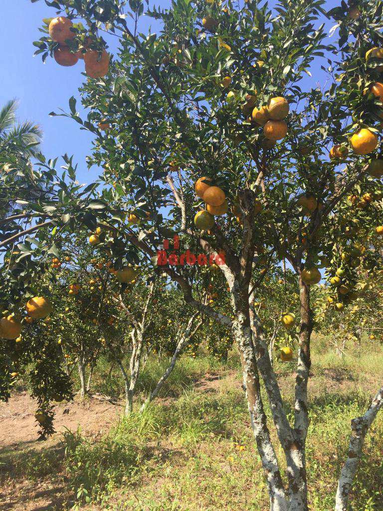 Fazenda à venda com 4 quartos, 250m² - Foto 3