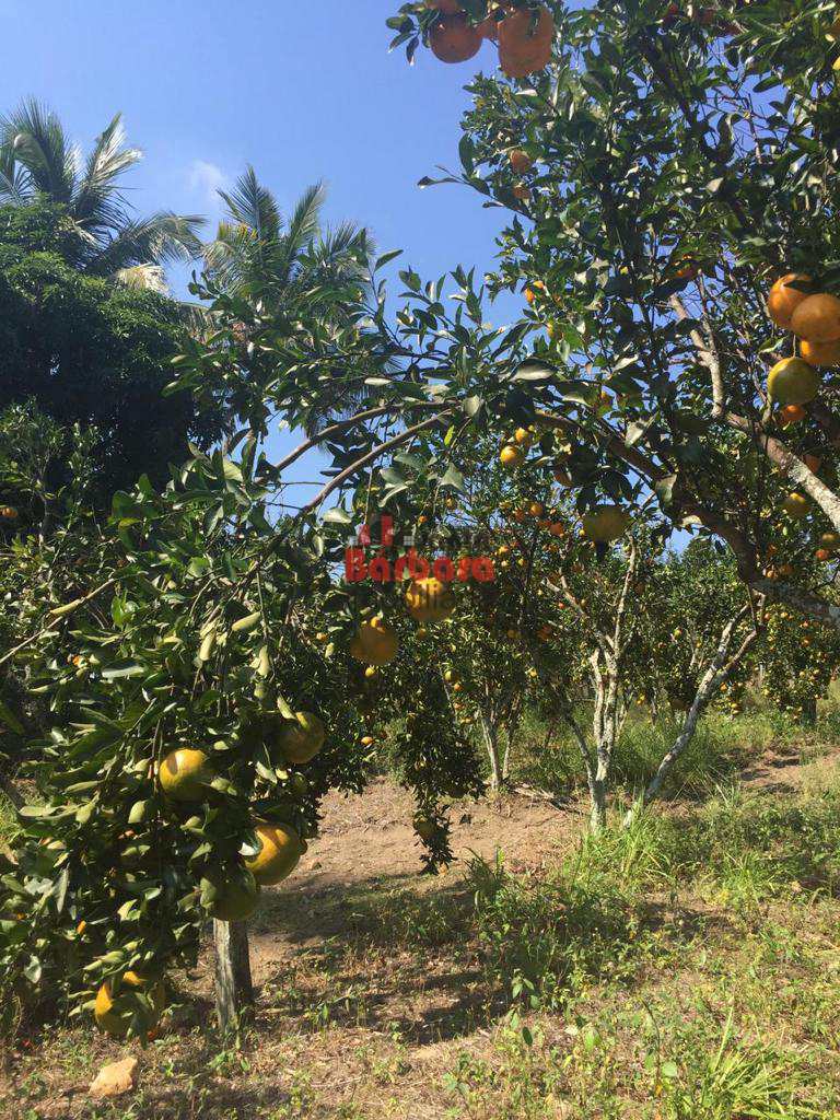 Fazenda à venda com 4 quartos, 250m² - Foto 19