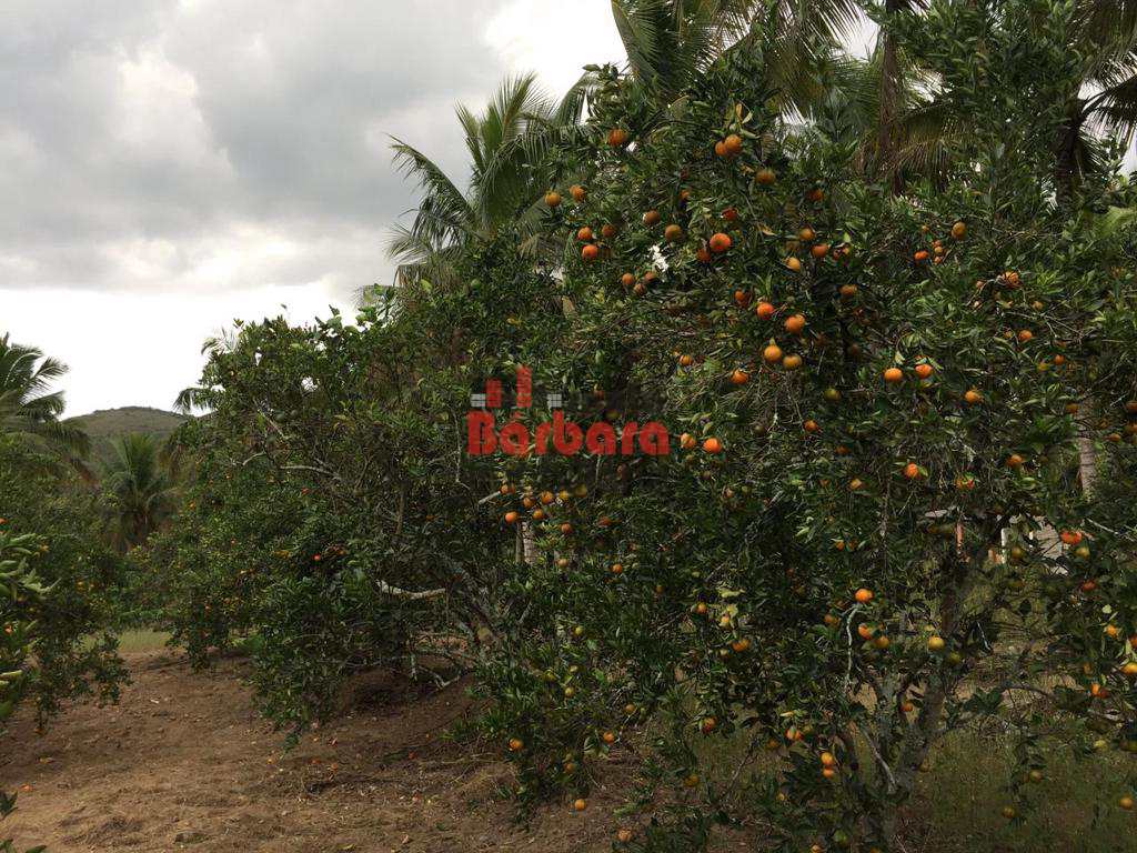 Fazenda à venda com 4 quartos, 250m² - Foto 47