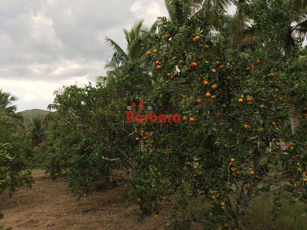 Fazenda à venda com 4 quartos, 250m² - Foto 46