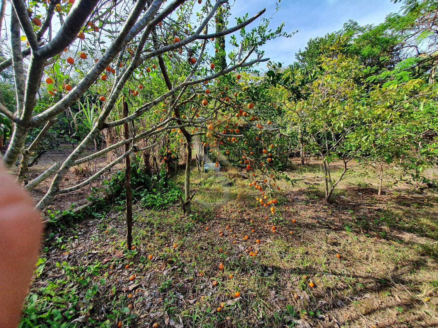 Fazenda à venda com 3 quartos, 7000m² - Foto 5