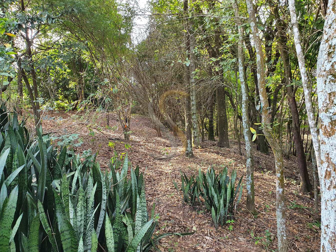 Fazenda à venda com 3 quartos, 7000m² - Foto 21