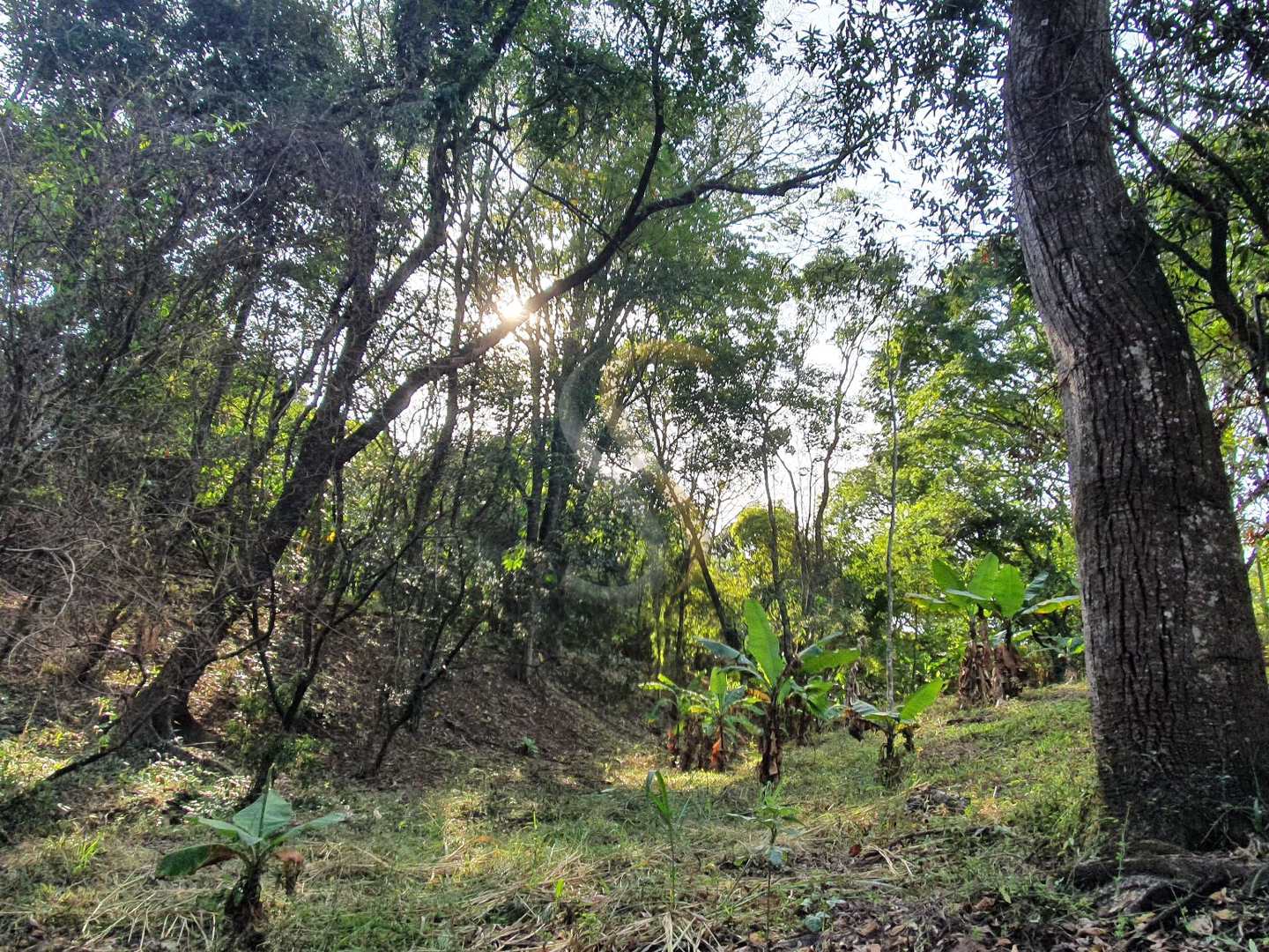 Fazenda à venda com 3 quartos, 7000m² - Foto 16