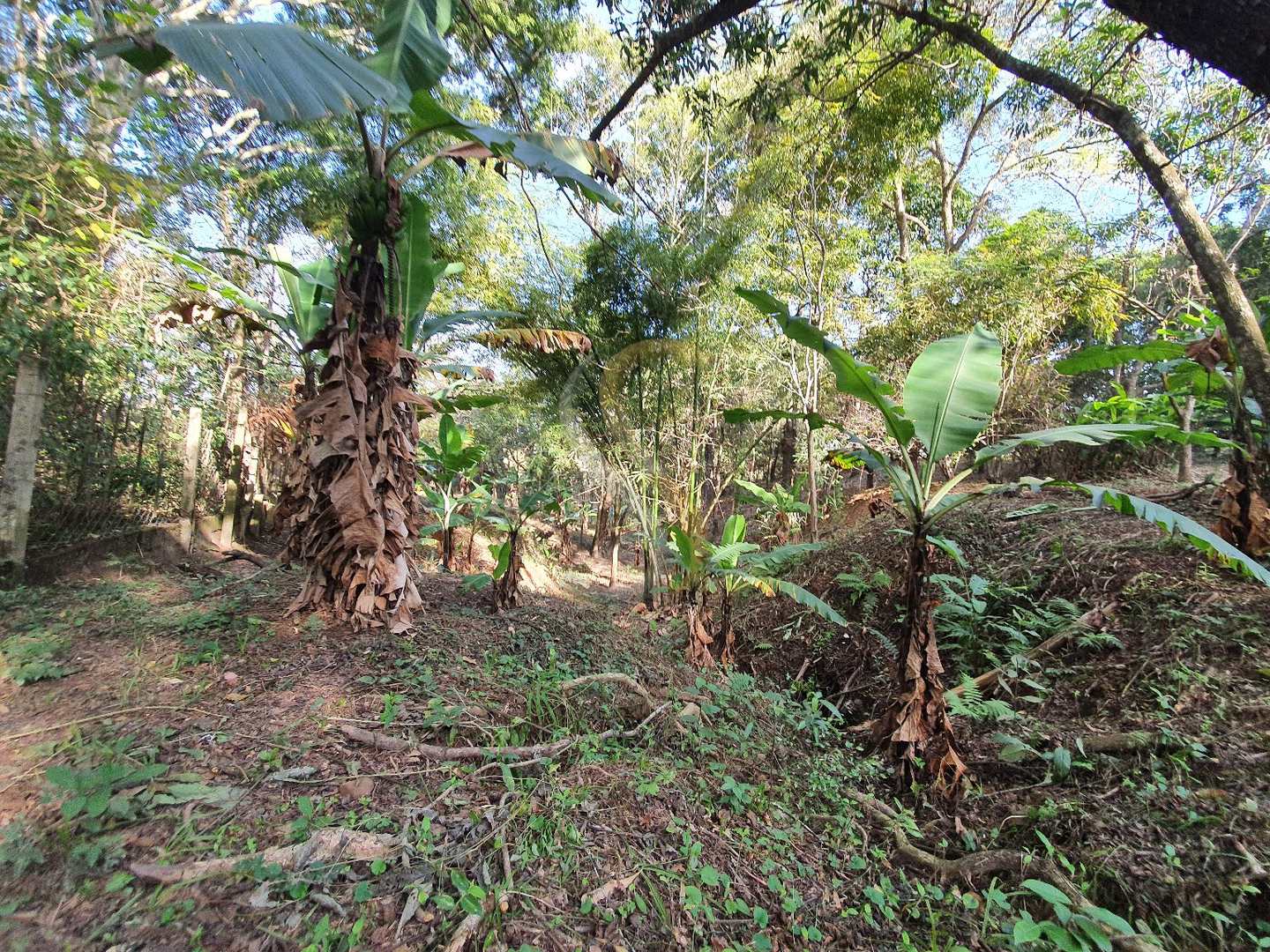 Fazenda à venda com 3 quartos, 7000m² - Foto 24