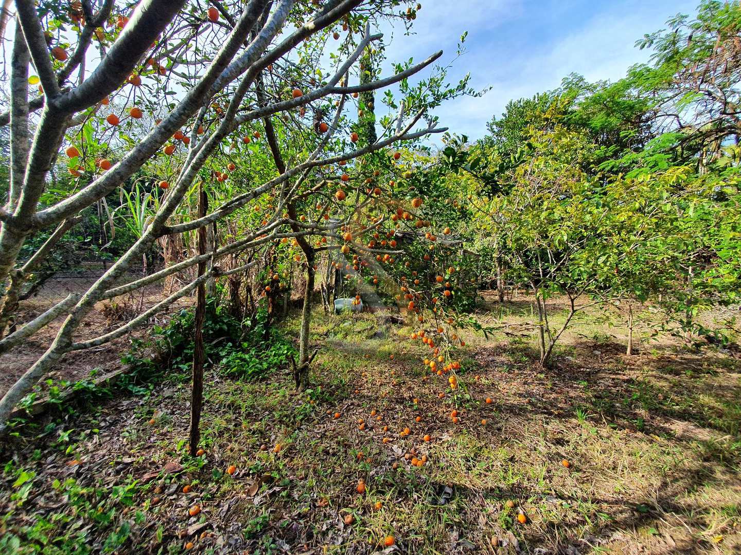 Fazenda à venda com 3 quartos, 7000m² - Foto 6