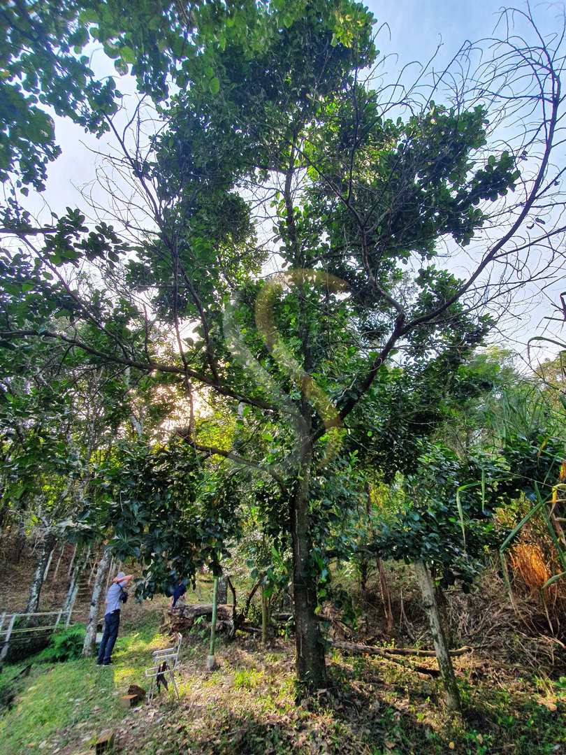 Fazenda à venda com 3 quartos, 7000m² - Foto 13