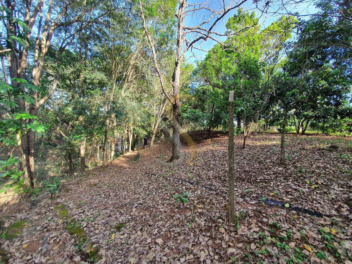 Fazenda à venda com 3 quartos, 7000m² - Foto 9