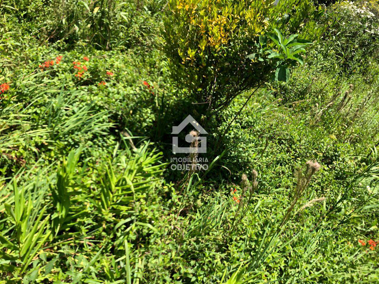 Chácara à venda com 2 quartos, 2000m² - Foto 32
