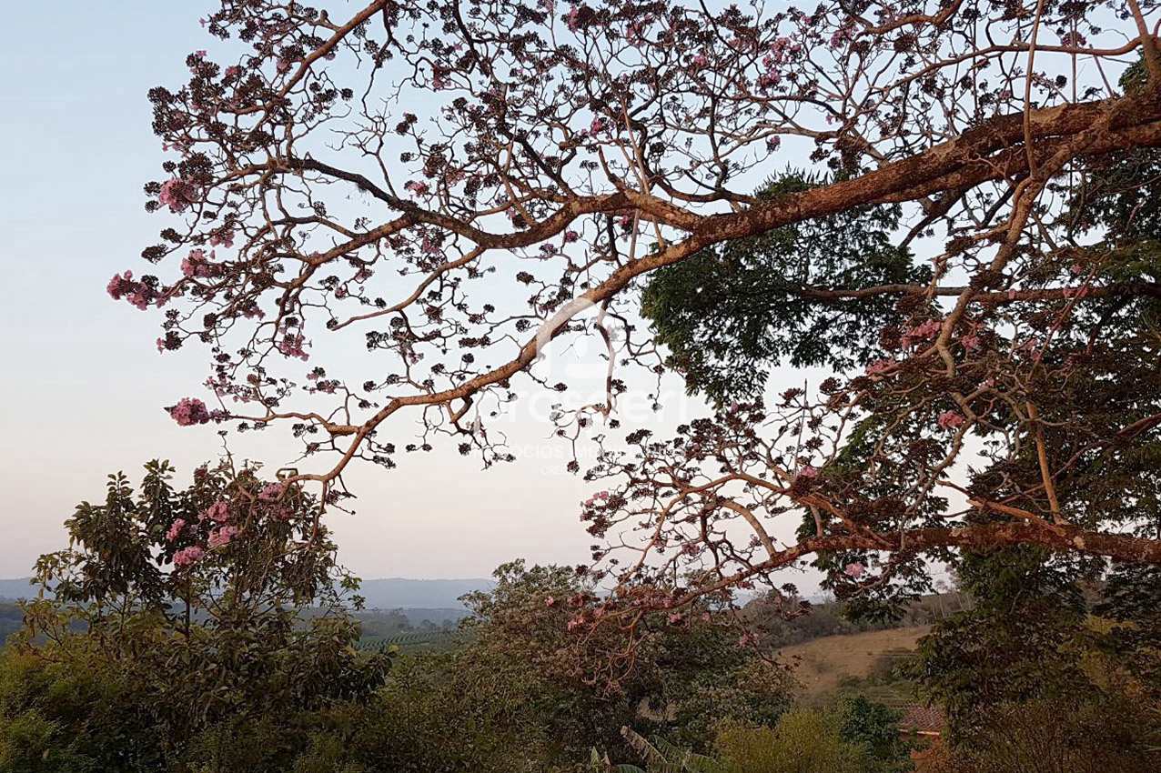 Fazenda à venda com 4 quartos, 5000m² - Foto 33