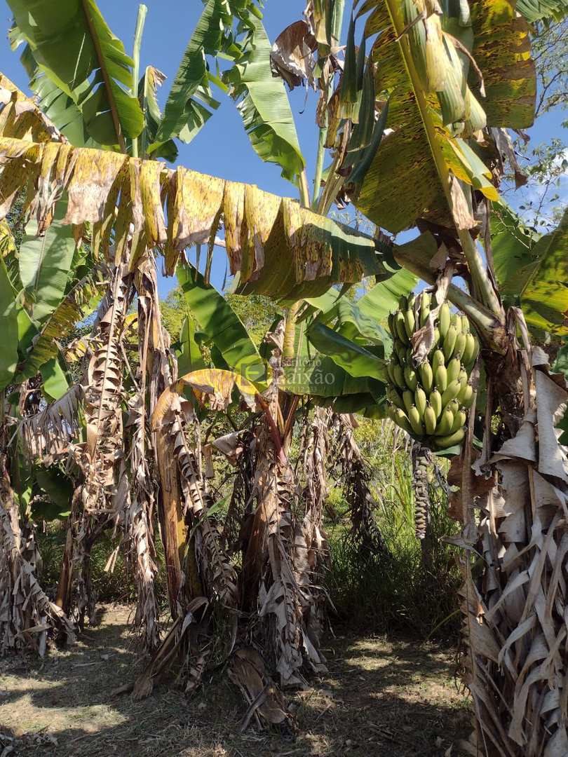 Fazenda à venda com 5 quartos, 10000m² - Foto 52