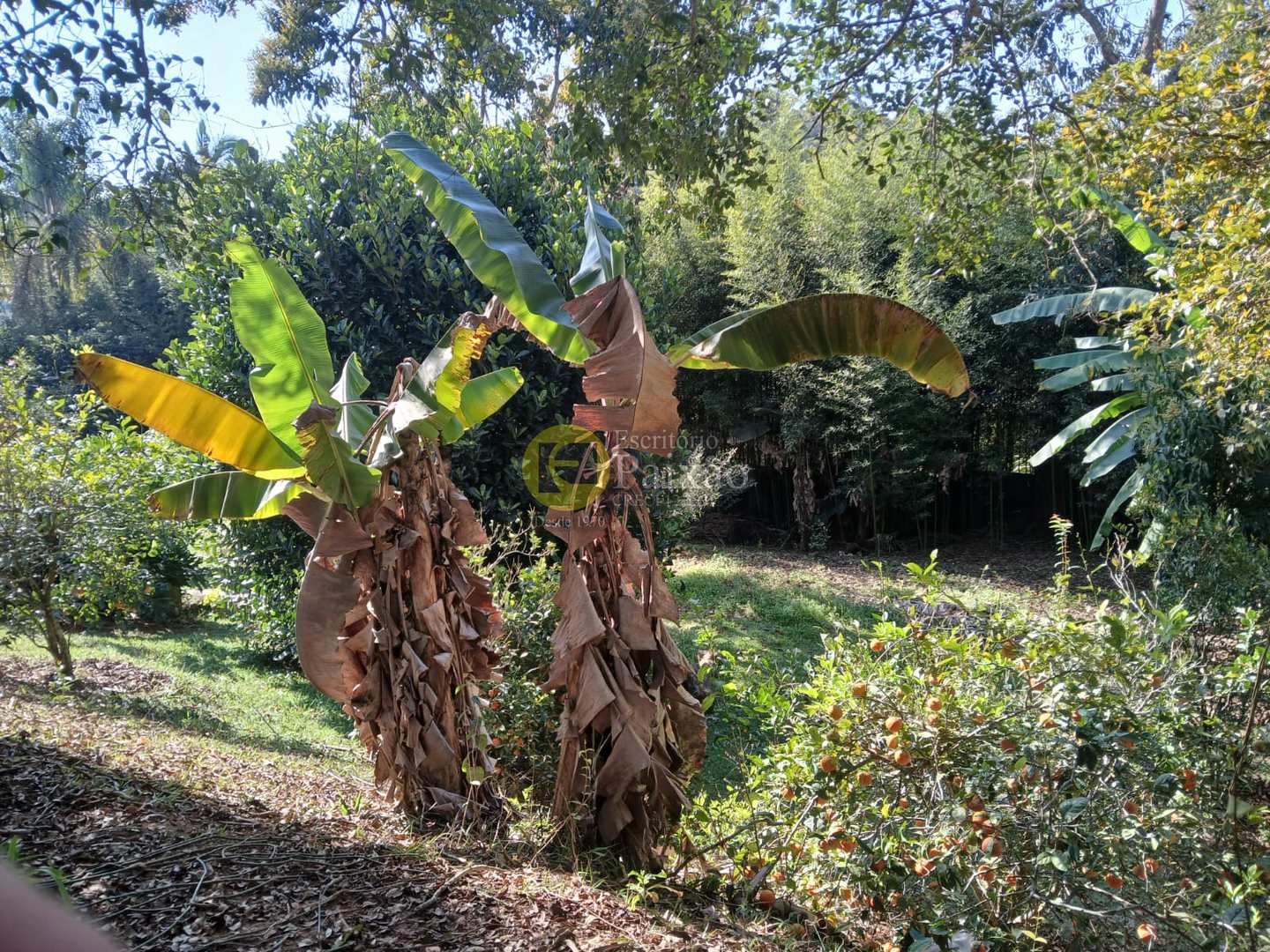 Fazenda à venda com 5 quartos, 3240m² - Foto 37