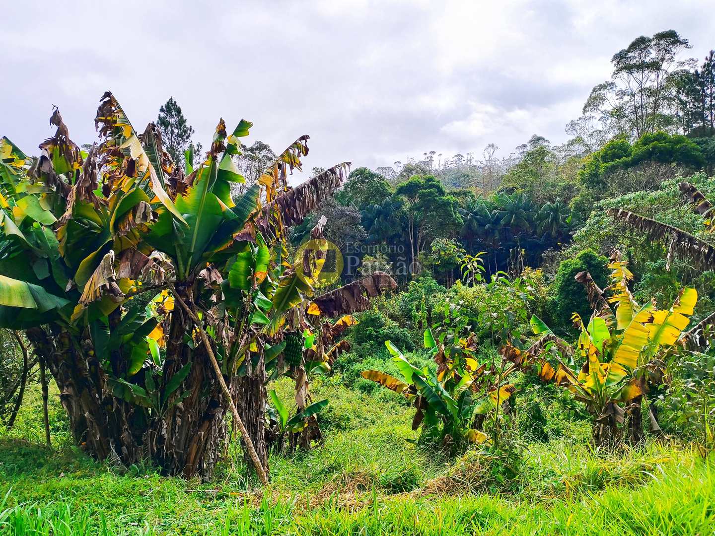 Sítio, 6 quartos, 31 hectares - Foto 13