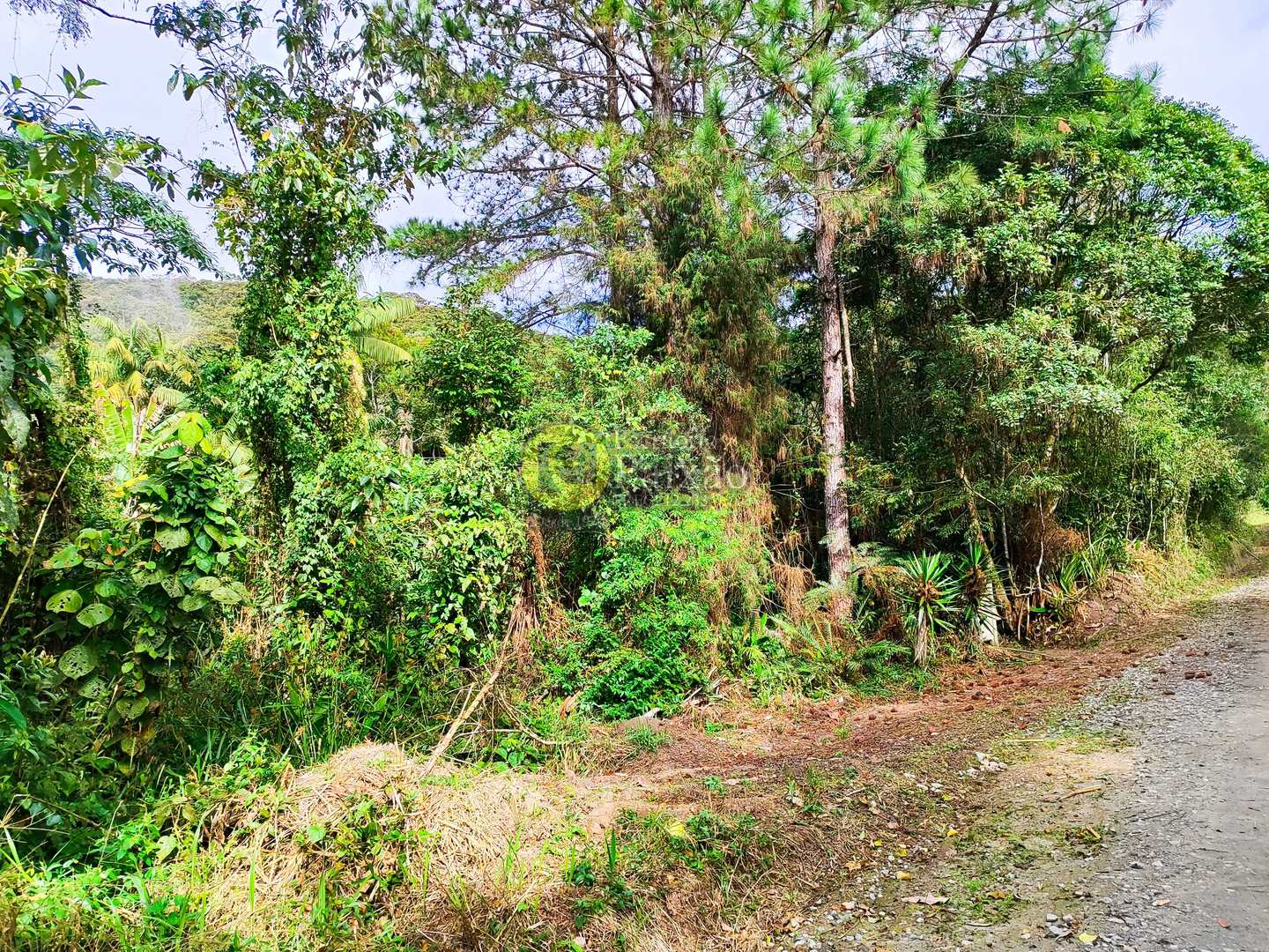 Sítio, 6 quartos, 31 hectares - Foto 14