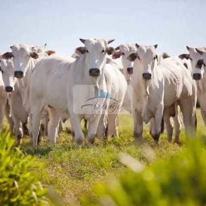 Fazenda à venda com 1 quarto, 29200m² - Foto 2