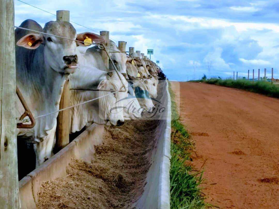 Fazenda à venda com 1 quarto, 29200m² - Foto 4