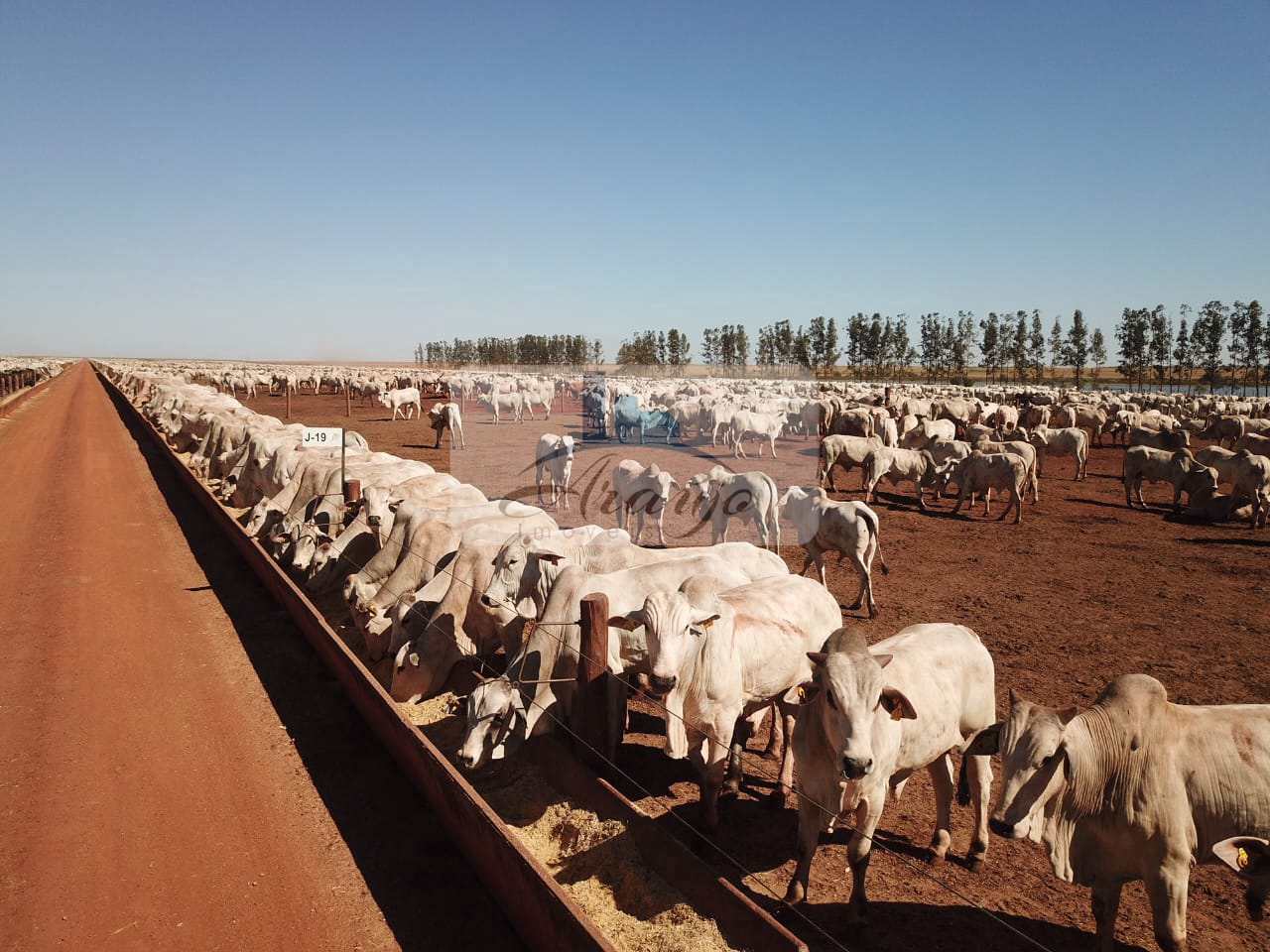 Fazenda à venda com 1 quarto, 29200m² - Foto 6