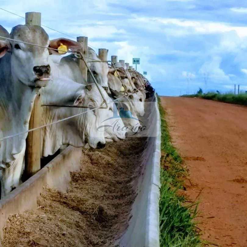 Fazenda à venda com 1 quarto, 29200m² - Foto 7