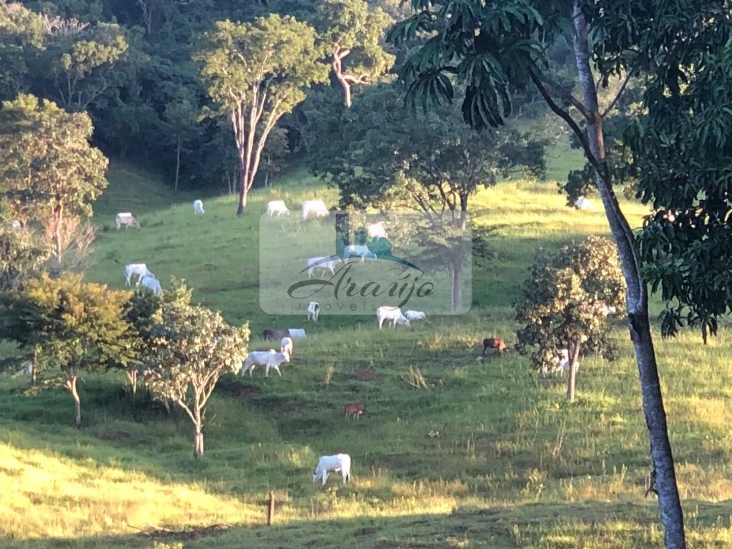 Fazenda à venda com 2 quartos, 90m² - Foto 7