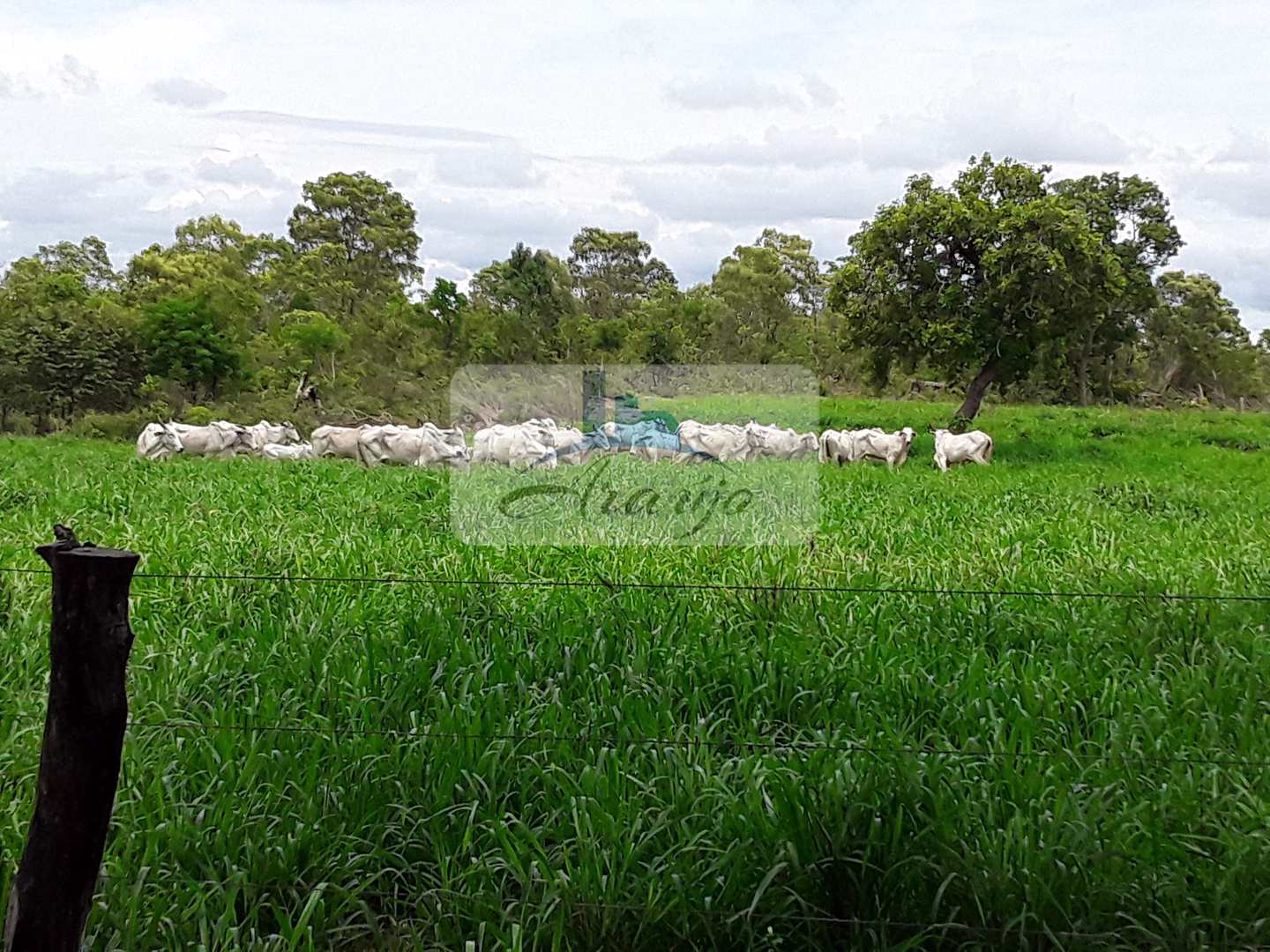 Fazenda à venda com 1 quarto, 475m² - Foto 7