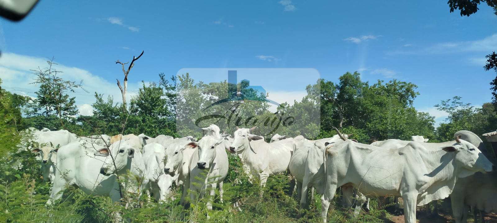Fazenda à venda com 1 quarto, 35m² - Foto 11