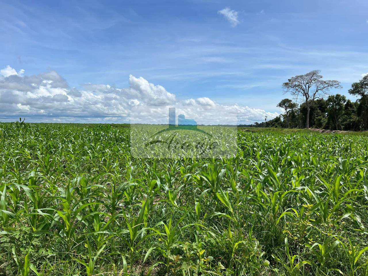 Fazenda à venda com 6 quartos, 834m² - Foto 9